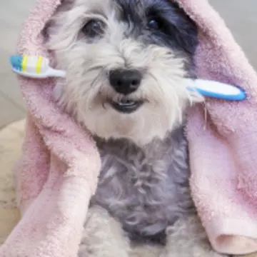 Dog Biting a Toothbrush with a Towel